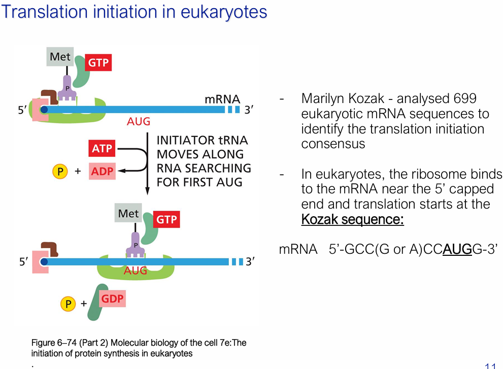 <ul><li><p>Initiation factors: eIF1–eIF6</p></li><li><p>Start amino acid: Met (no formyl group)</p></li></ul><ul><li><p>40S subunit (<strong>already loaded with initiator met-tRNA<sub>i</sub> + GTP + eIF2 = TERNARY COMPLEX</strong>) binds near the 5′ cap</p></li><li><p>Initiator tRNA moves along mRNA from 5’ to 3’ scanning for first AUG <strong>= REQUIRES ATP HYDROLYSIS</strong></p></li></ul><ul><li><p>(Marilyn) <strong>Kozak sequence</strong>: 5′-GCC(G/A)CC<u>AUG</u>G-3′ = Where translation starts </p></li><li><p>Once the anticodon of the initiator tRNA base-pairs with the first AUG it encounters, scanning stops.<strong> GTP is hydrolysed</strong> to GDP (by eIF2), which triggers release of initiation factors and allows the large (60S) subunit to join — and elongation can begin.</p></li></ul><p></p>