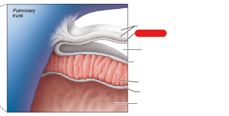 <p>Middle layer of the pericardium.</p>
