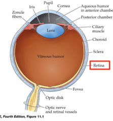 <p>-Receives light from the lens and converts it to neural signals that the brain can understand</p>