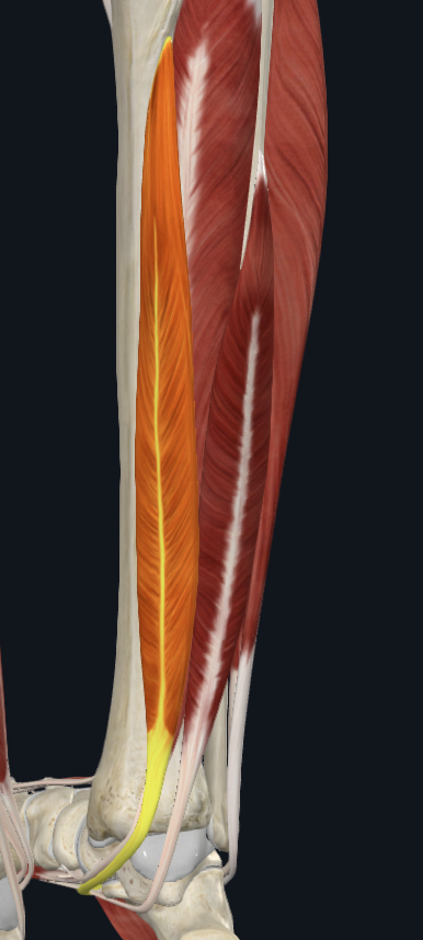 term image