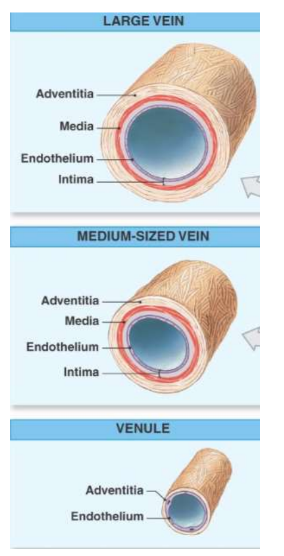 <p>Large</p><p>Medium</p><p>Venules</p>
