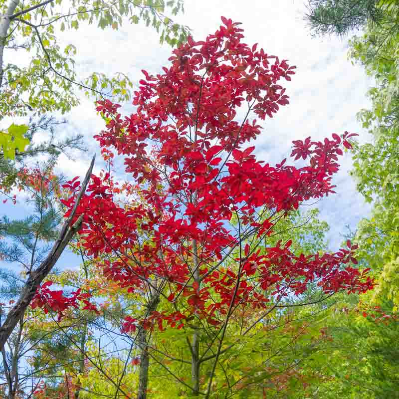 <p>Sourwood</p>