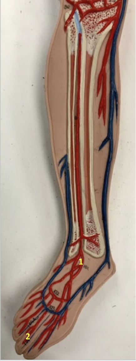 <p>Leg/Foot</p><p>1. Right dorsalis pedis artery: Supplies blood to the ankle and dorsal foot</p><p>2. Right digital artery: Supplies blood to the toes</p><p></p>