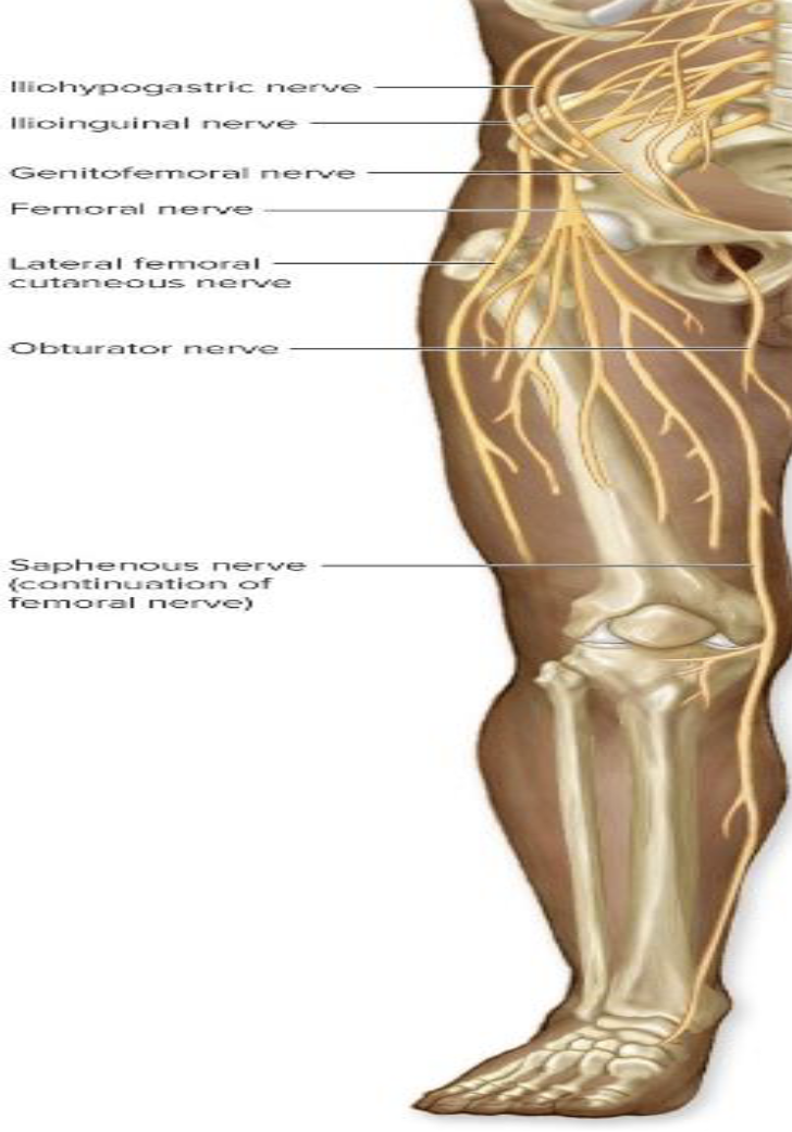 <p>Saphenous Nerve</p><p>What does the saphenous nerve innervate?</p>