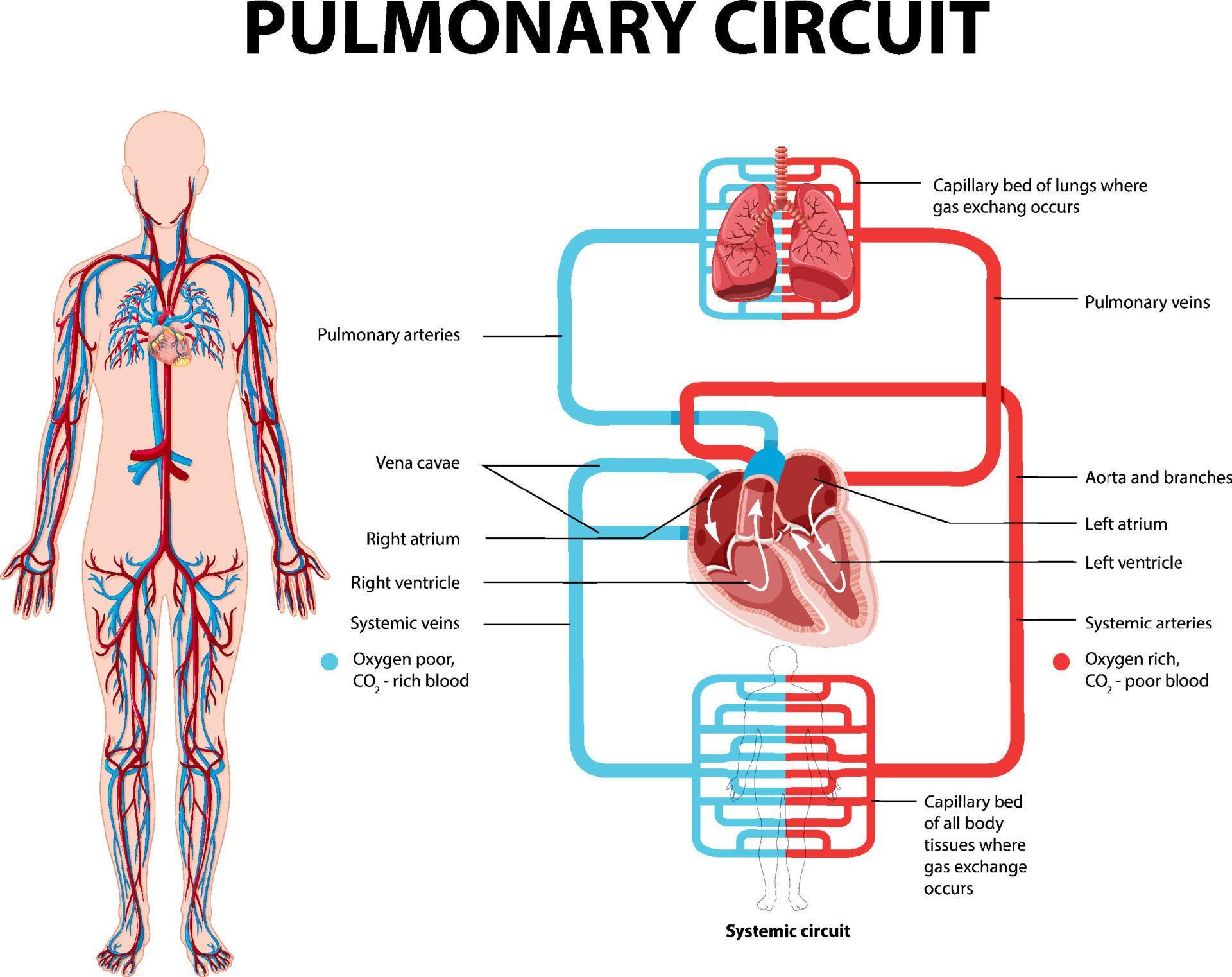 <p>Carries blood to the lungs for gas exchange and then returns to the heart</p><p>Right half of the heart supplies this circuit, receives blood that has circulated through the body, unloaded its oxygen and nutrients and picked up a load of carbon dioxide and other waste </p><p>It then pumps oxygen poor blood into large artery known as pulmonary trunk which then divides into right and left pulmonary arteries </p><p>The arterories tranport blood into air sacs (alveoli) of the lungs, where carbon dioxide is unloaded and oxygen is picked up </p><p>Oxygen rich blood then flows through pulmonary veins to the left side of the heart </p>