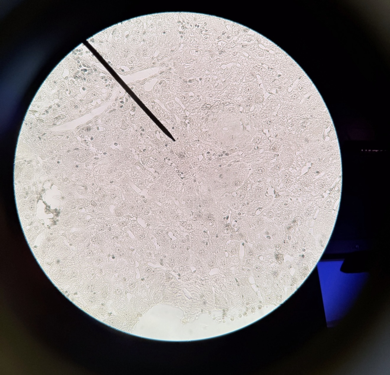 <p>What is this?</p>