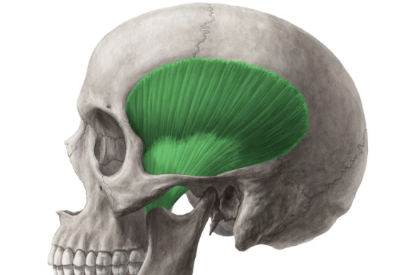 <p>fan-like shaped - for wide range of jaw movements </p><p>vertical (anterior) fibers - elevate mandible </p><p>horizontal (posterior) fibers - retract mandible (moves backward) </p>