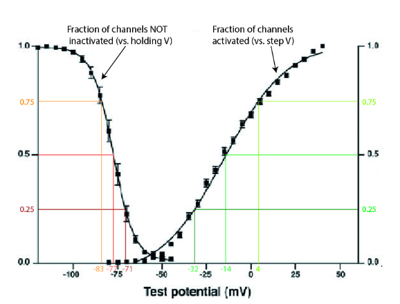 <p>how could you calculate conductance from activation and inactivation curves</p>