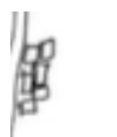 <ul><li><p><span style="background-color: transparent;">Square-like shape and more even</span></p></li><li><p><span style="background-color: transparent;">Produce vascular rays (xylem and phloem) that will transport materials <strong>across the width </strong>of a plant stem</span></p></li></ul><p></p>