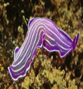<p>Identify the phylum this belongs to.</p>