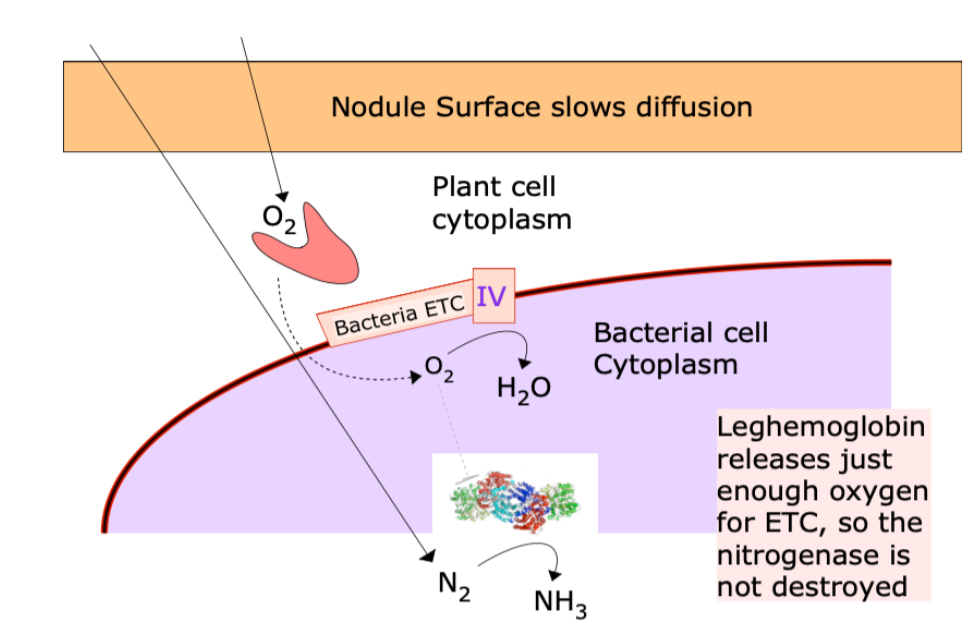 <p><strong>Symbiotic Nitrogen Fixation</strong></p><ul><li><p><em>Nodules </em>are condos for N<sub>2</sub> fixing bacteria.</p></li><li><p>Plant gets NH<sub>4</sub><sup>+</sup> (the product of N fixation) from the bacteria. Most often, these are <em>Rhizobium </em>bacteria, but also cyanobacteria in association with cycads, and others.</p></li><li><p>Bacterium gets an O<sub>2</sub>-controlled environment and carbohydrates from the plant</p></li></ul><p></p><p><strong>Oxygen affinity relationships:</strong></p><p>Cytochrome c Oxidase > Leghemoglobin > Nitrogenase</p><p>(Leghemogloben releases just enough oxygen for ETC so the nitrogenase doesn’t get destroyed)</p><p></p><p><strong>Location:</strong></p><p>Cytochrome c Oxidase = in rhizobial cell membrane </p><p>Leghemoglobin = in the cytoplasm of host cell </p><p>Nitrogenase = inside the rhizobium (bacterioid)</p>