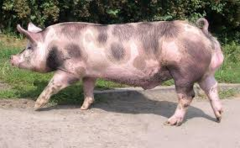 <p>Pietrain Swine Breed</p>