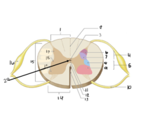 <p>20</p>