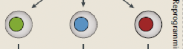 <p>What type of cell is this?</p>