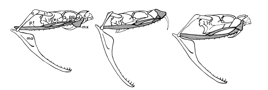 <ul><li><p>large number of vertebrae and ribs</p></li><li><p>highly modified skull</p><ul><li><p>cranial kinesis</p></li></ul></li></ul><p></p>