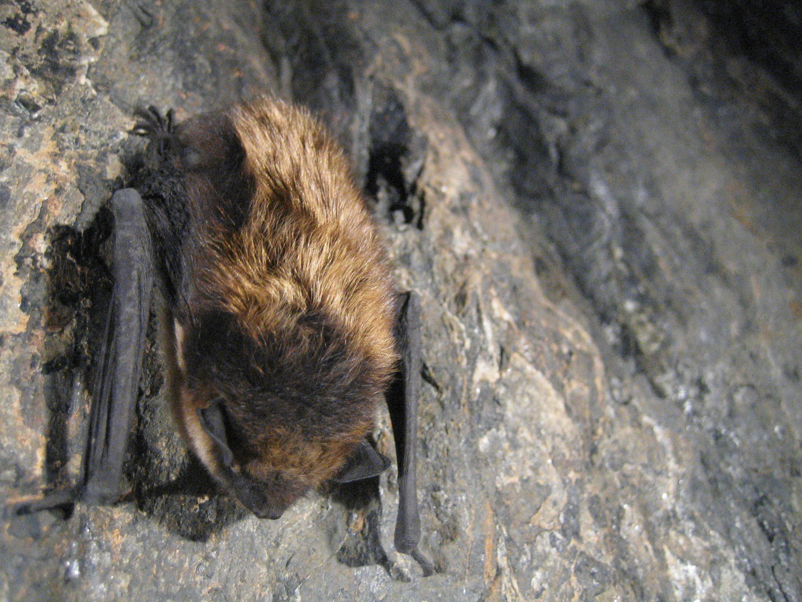 <p><span>Kroppslängd&nbsp;54–64 mm</span></p><p><span>underarm&nbsp;37–44 mm</span></p><p><span>vingspann&nbsp;240–280 mm </span></p><p></p><p><span>Vanlig art</span></p>