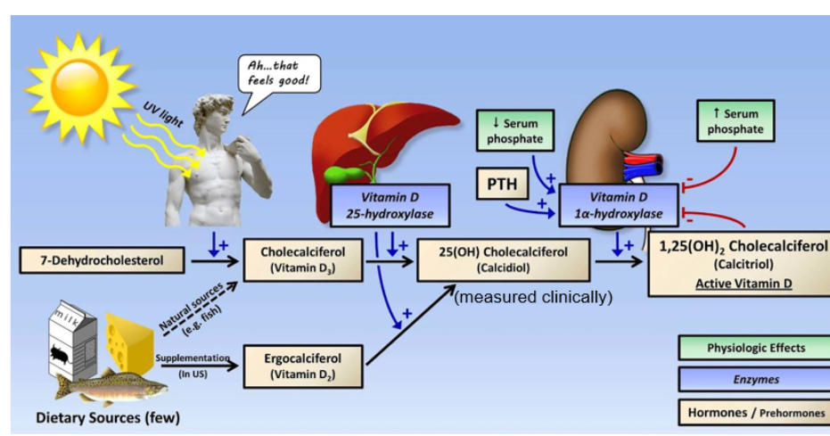 <ul><li><p>in our skin there’s 7-dehydrocholestrol and when exposed to the sun the uv light converts it into cholecalciferol ( vitamin d3 )</p></li><li><p>then the vitamin d is transported into the liver </p></li><li><p>in the liver 25- hydroxylase converts it into calcidiol  which is the storage form of vitamin  d </p></li><li><p>the storage happens in the muscles and the adipocytes</p></li><li><p>in the kidneys the activation happens where calcidiol → calcitriol which is active  </p></li></ul><p></p>