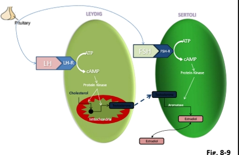 <p><span><strong>Leydig Cells = Theca Cells</strong></span></p><ul><li><p><span>Stimulated by <strong>LH</strong></span></p></li><li><p><span>Produce <strong>testosterone</strong></span></p></li><li><p><span>Located <strong>outside</strong> the seminiferous tubules</span></p></li></ul><p><span><strong>Sertoli Cells = Granulosa Cells</strong></span></p><ul><li><p><span>Stimulated by <strong>FSH</strong></span></p></li><li><p><span>Directly contact germ cells</span></p></li><li><p><span>Produce:</span></p><ul><li><p><span>Estrogen</span></p></li><li><p><span>Inhibin</span></p></li><li><p><span>AMH/MIH</span></p></li><li><p><span>Growth factors</span></p></li><li><p><span><strong>Androgen Binding Protein (ABP)</strong></span></p></li></ul></li></ul><p><span><strong>Key point</strong></span></p><p>Both LH and FSH are <span><strong>essential</strong></span> for spermatogenesis.</p><p>Without either → sperm production collapses</p>