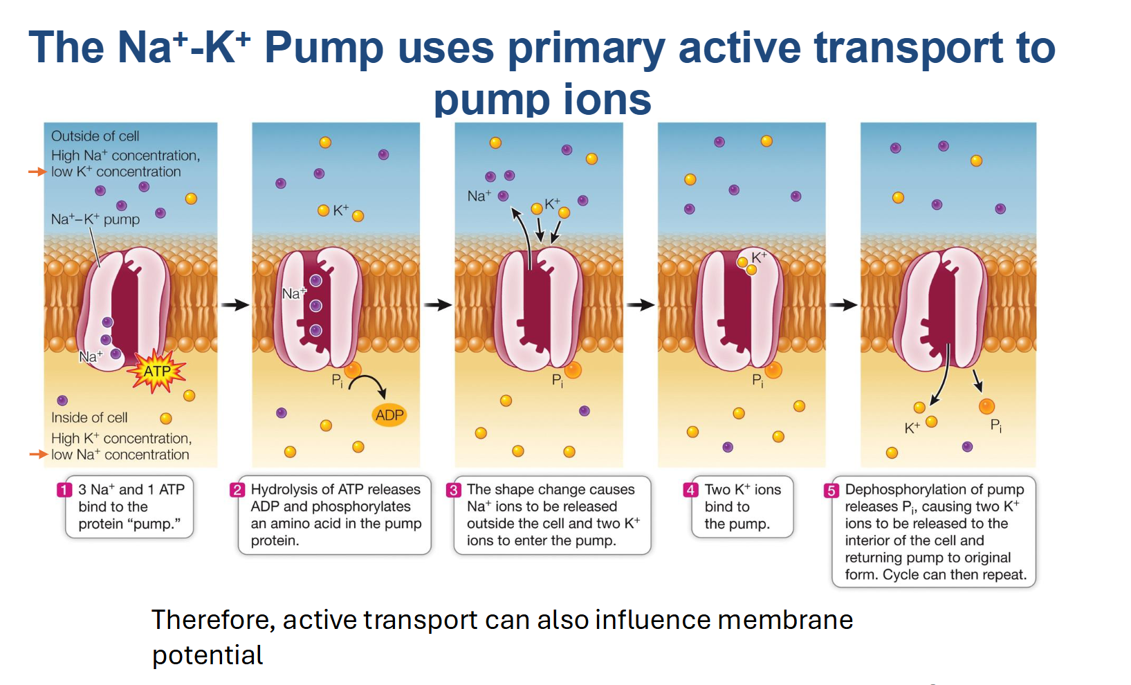<ul><li><p><strong>Type of Transport:</strong> <strong>Primary Active Transport</strong> (specifically an Antiport).</p></li><li><p><strong>Energy Requirement:</strong> Requires <strong>1 ATP molecule</strong> per cycle.</p></li><li><p><strong>Net Movement:</strong> Pumps <strong>3 Sodium (Na+) ions OUT</strong> against gradient and <strong>2 Potassium (K+) ions IN</strong> against gradient</p></li><li><p><strong>Importance:</strong> Maintains electrochemical gradients, regulates cell volume, and provides the "energy reservoir" for <strong>Secondary Active Transport</strong> (like the Na+-glucose symporter)</p></li><li><p>By actively pumping ions like Na+ out, the cell prevents itself from becoming too "salty" inside (Remember osmosis!).</p></li><li><p><span><strong>Very important to maintain higher concentration of Na+ outside than inside the cell</strong></span></p></li></ul><p></p>