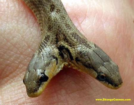<p>abnormal or deviant.</p>
