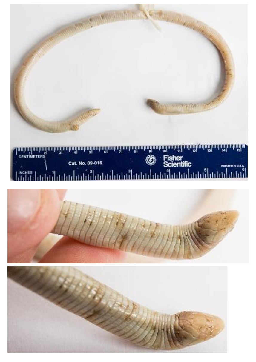 <p>Florida Wormlizard** order & suborder</p>