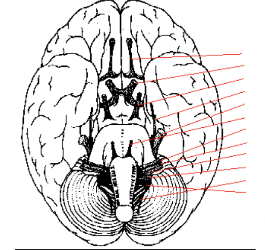 <p>name the nerves in order</p>