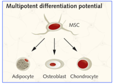 <p>produce</p><p>-stromal cells and adipocytes</p><p>-endothelial cells</p><p>-fibroblasts and myoblasts</p><p>-osteoblasts and chondrocytes</p>