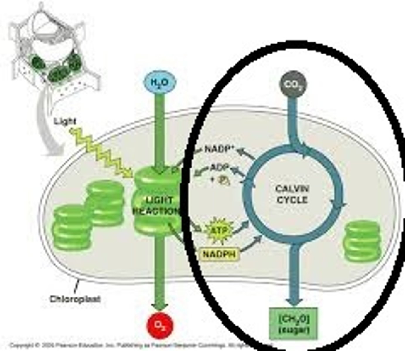 <p>Enymatic reactions that occur in the stroma of the chloroplast during photosynthesis that do not rely on energy from sunlight.</p>