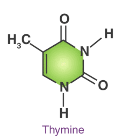 <p>Pyrimidine; pairs with Adenine in DNA molecules</p>