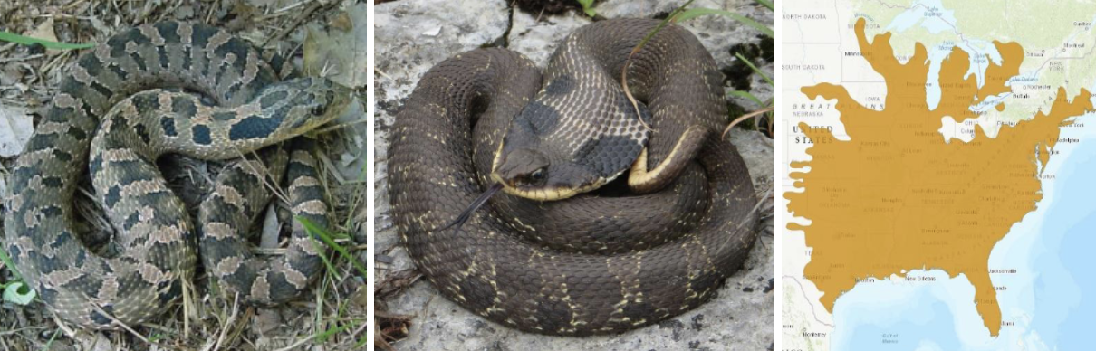 <ul><li><p><span style="background-color: transparent;"><strong>Habitat:</strong> </span><span>normally associated with sandy soils and open habitat (old fields, grasslands, forest edges)</span></p></li><li><p><span style="background-color: transparent;"><strong>Diet:</strong> </span><span>primarily toads, occasional small mammals, birds, frogs, eats toads (resistant to toxins)</span></p></li><li><p><span style="background-color: transparent;"><strong>Characteristics:</strong> small to medium, stocky but not long, keeled scales (rough appearance), range in color- dark to light tan, gray, brown, or red with often asymmetric dark blotches (large on back, small on side), </span><span>upturned/pushed-in snout</span><span style="background-color: transparent;">, flatten out side of neck to look like cobra, play dead</span></p></li></ul><p></p>