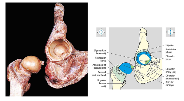 <p>Rings of fibrocartilage are only found in ball and socket joints (on the socket). It functions to deepen the joint socket.</p>