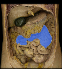 <p>second segment of small intestine, 2/5 of the small intestine, huge surface area for absorption</p>