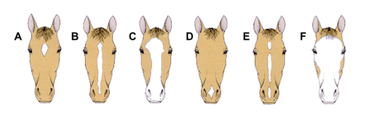 <p>What are ‘white markings’, and what are the different types?</p>