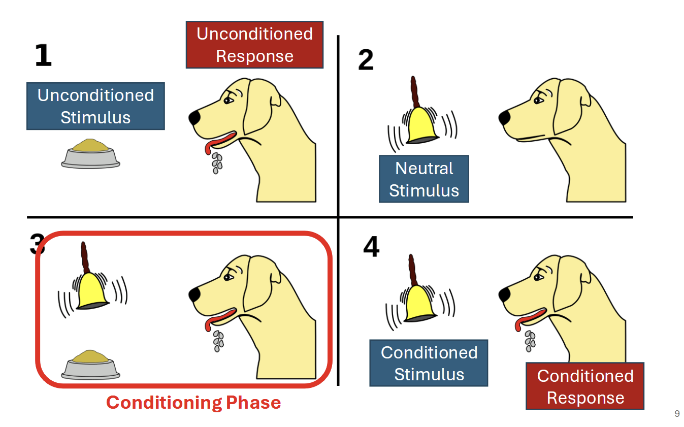 <ul><li><p>A neutral stimulus is associated with a meaningful stimulus, eventually causing the neutral stimulus to evoke a similar response as the meaningful one</p></li><li><p>Generally, a nonconscious association</p></li></ul><p></p>