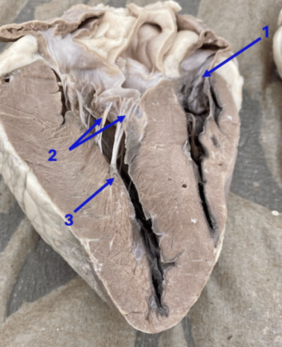 <p>3</p>