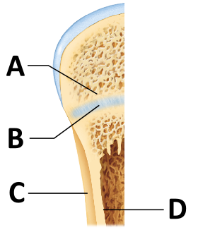 <p>What event at letter B leads to elongation of the bone? &nbsp; &nbsp;</p>