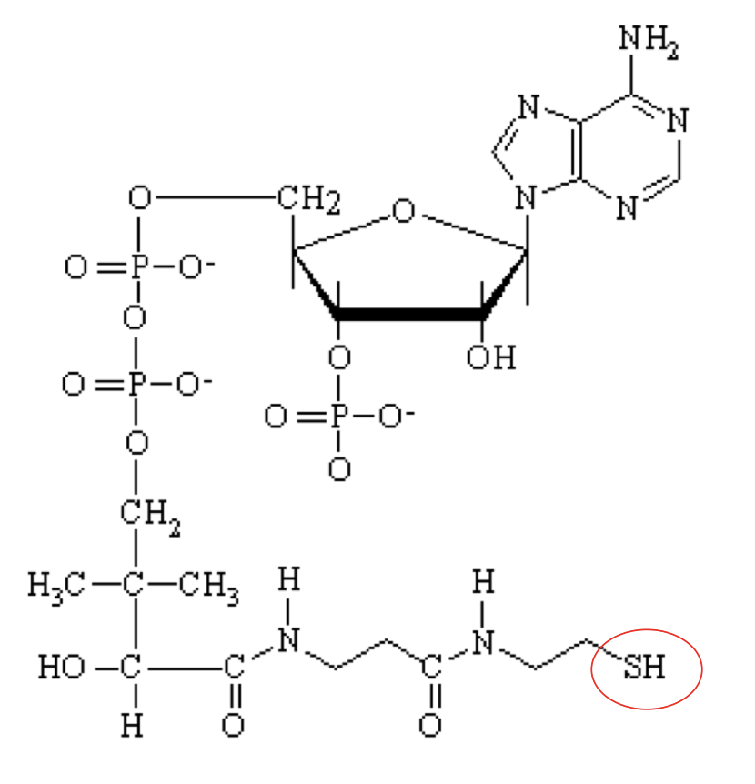 <p>what structure is this?</p>