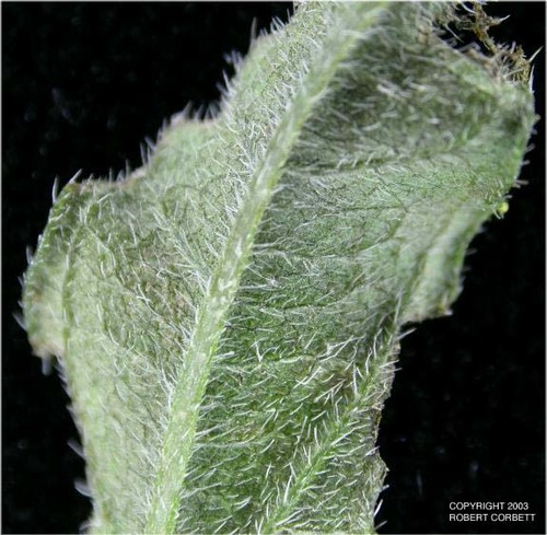 <p>covered with long, soft, distinct, and straight hairs</p>
