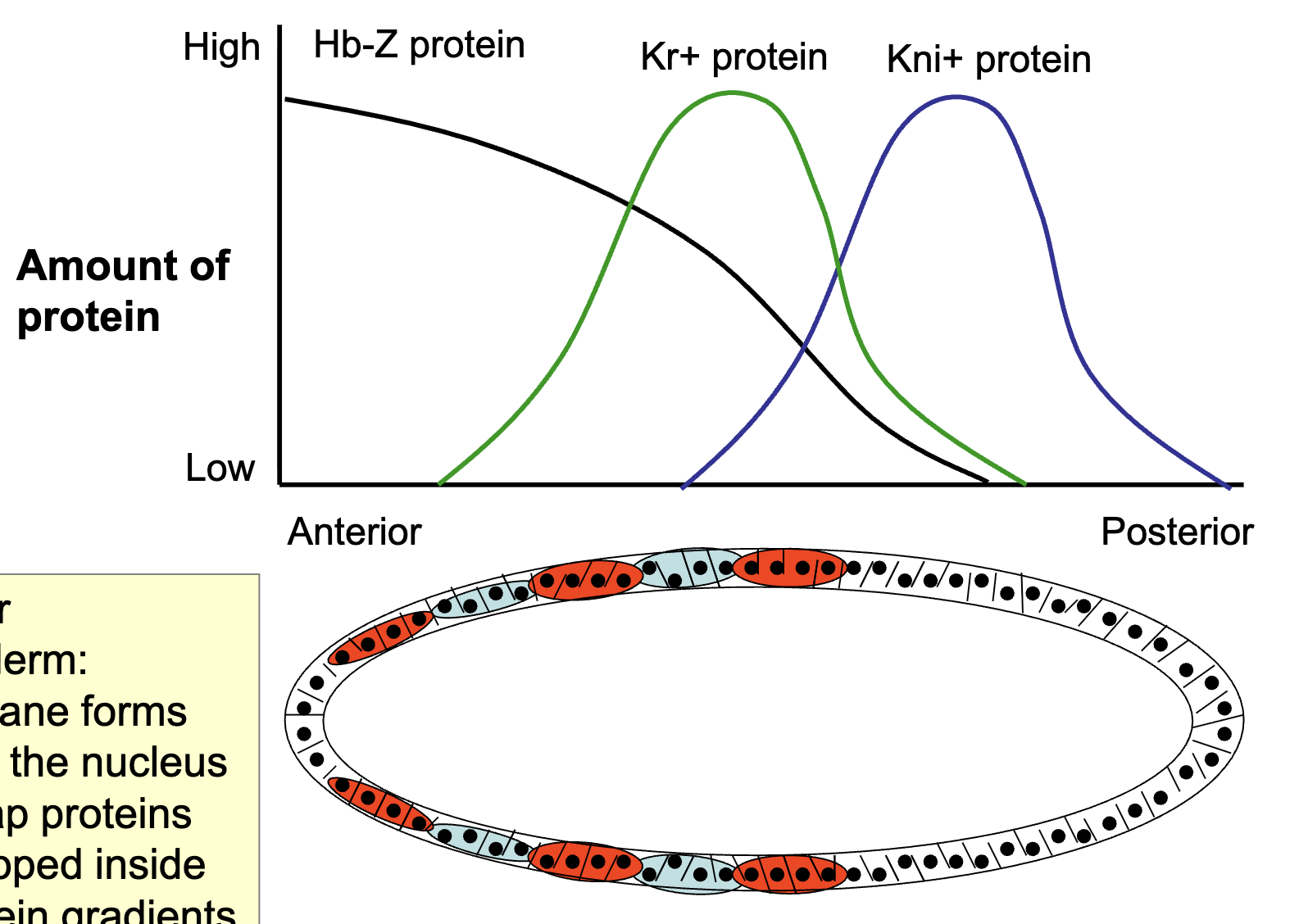 <ul><li><p>Cellular blastoderm: membrane forms around the nucleus and Gap proteins are trapped inside → protein gradients get fixed</p></li></ul><p></p>