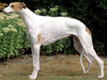 <p>welk type hond is dit</p>