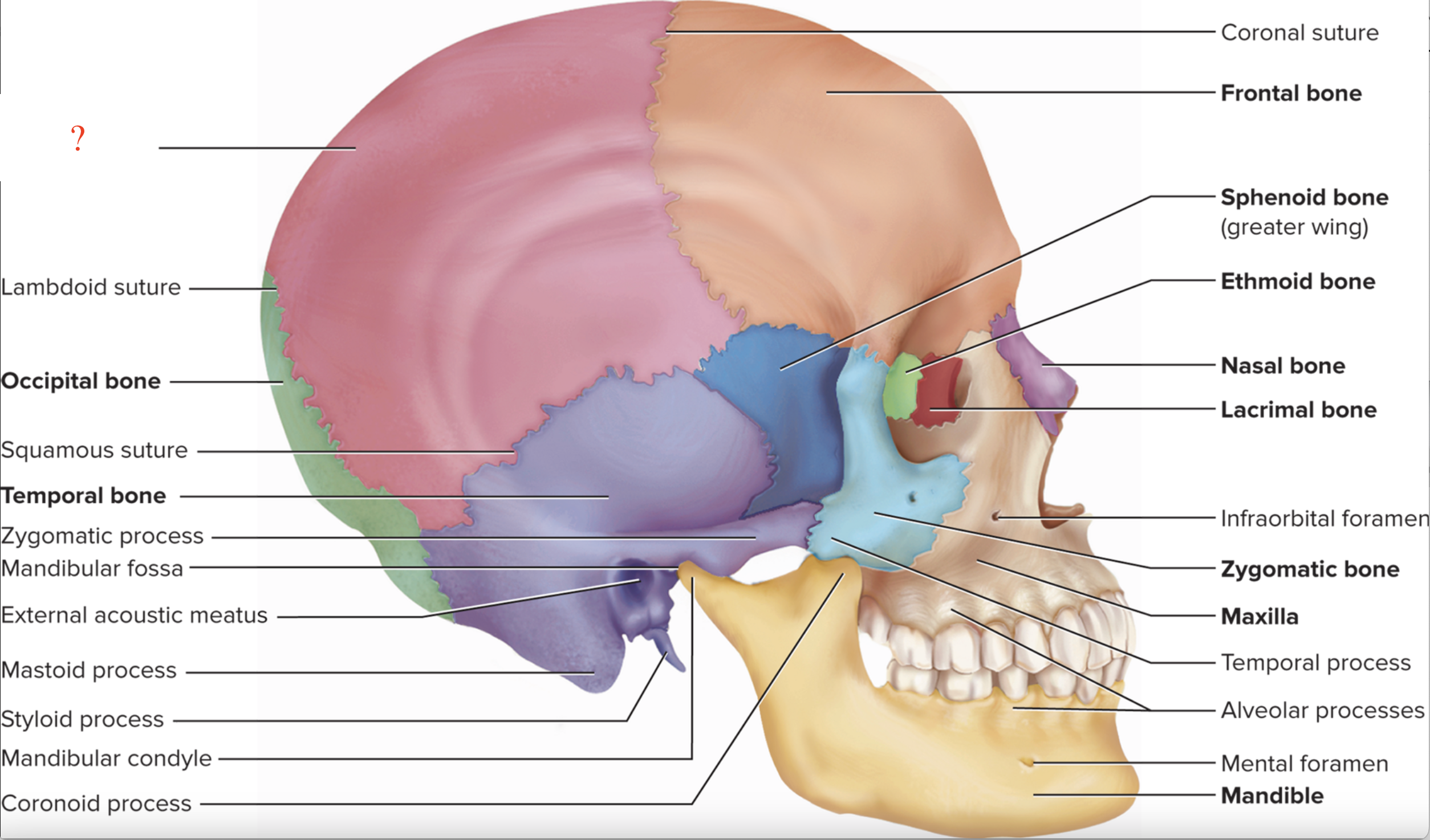 <p>What is the name of this bone?</p>