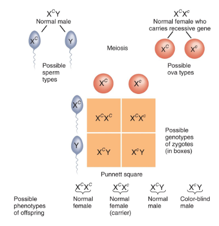<ol><li><p>show the recessive phenotype</p></li><li><p>possible have child who shows the recessive phenotype</p></li><li><p>have 2 identical alleles</p></li><li><p>show a mutation of one allele</p></li><li><p>act as a carrier of the recessive gene for male offspring</p></li></ol><p></p>