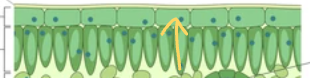 <p>label the light green (what is it called and what is it for?)</p>