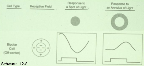 <p>Light in the surround only â</p><ul><li><p>Horizontalâcellâmediated feedback onto center photoreceptors</p></li><li><p>Relative â glutamate release from center photoreceptors</p></li><li><p>Depolarization of the OFF bipolar cell<br>â Opposite effect of center stimulation</p></li></ul><p></p>