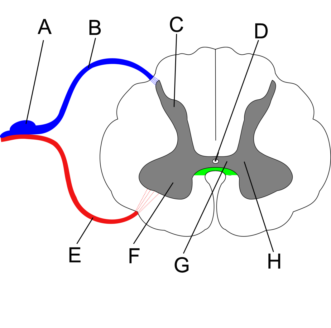 <p>E</p>