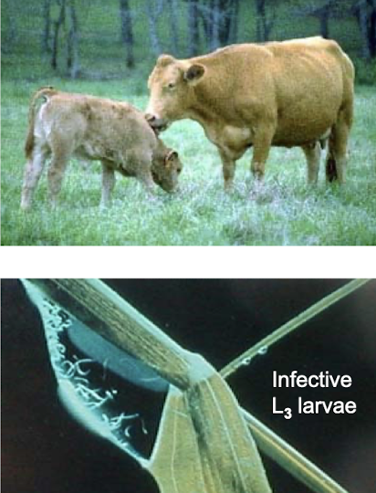 <ul><li><p>Exposure increases throughout the grazing season</p></li><li><p>Exposure is linked to pasture intake</p></li><li><p>Infection tends to occur as trickle infection</p></li><li><p>Immunity generally develops quicker than in dairy cattle</p></li><li><p>L3 burdens on pasture are generally lower than in dairy cattle</p></li><li><p>These parasites often have a subclinical impact</p></li></ul><p></p>