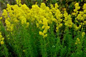 <p>Galium verum</p>