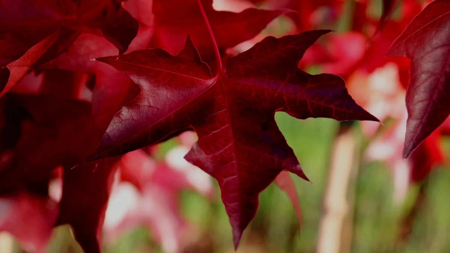 <p>Reddish twigs, turns deep red, clear sap</p>