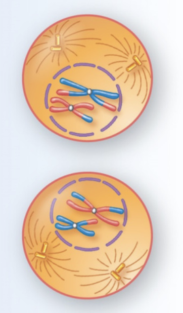 <ul><li><p><span style="color: blue;">Chromosomes condense, and the nuclear envelope fragments.</span></p></li></ul><p></p>