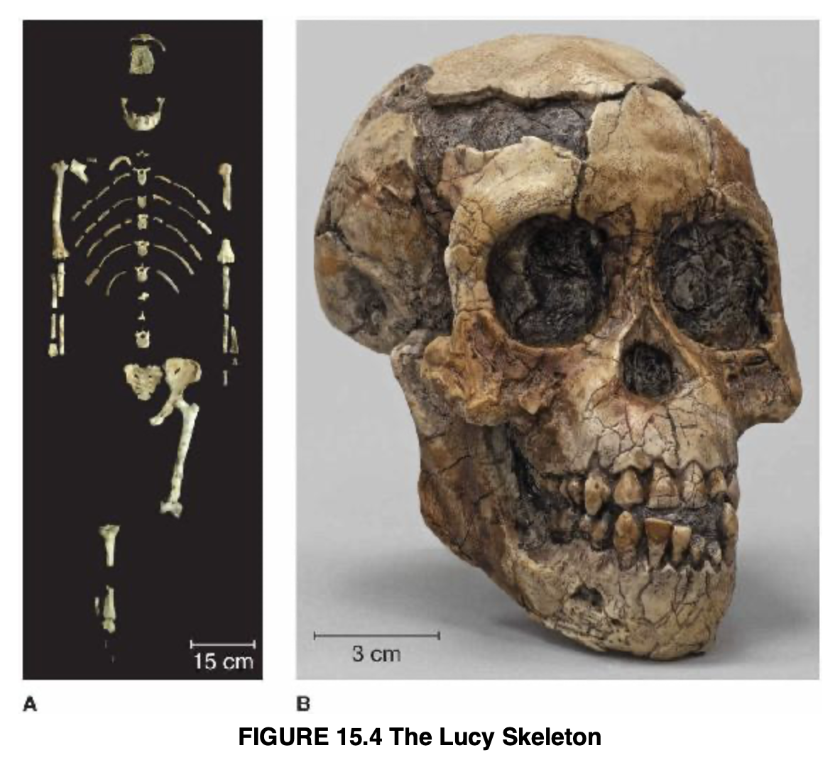 <p><strong>Dates: </strong>3.6 - 3 mya, late Pliocene</p><p><strong>Location:</strong> Eastern Africa</p><p><strong>Key Features:</strong></p><ul><li><p>350 - 500 cc cranial capacity (small compared to us)</p></li><li><p>More prognathic (protruding) faces than humans but flatter than chimps</p></li><li><p>Larger canines than humans but smaller than chimps</p></li><li><p>Share direct ancestor-descendant relationship with Au. anamensis</p></li><li><p>Equally sized lower premolar cusps</p></li><li><p>Arched tooth rows like humans (not parallel)</p></li><li><p>Wide range of plant diet (more than living like chimps than Au, anamensis)</p></li><li><p>Lucy! &amp; Selam (Dikika site, Ethiopia)</p></li><li><p>Angled femurs, short/broad pelvis (not as bowl shaped), diverged hallux, arched feet</p></li><li><p>More bipedal with some arboreal traits (broad shoulders, curved fingers)</p></li><li><p>Polygynous</p></li></ul><p></p>